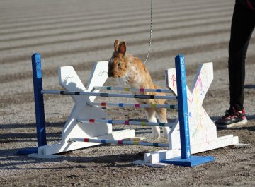 Österbottens kaninhoppare vill höja kaninens status featured image